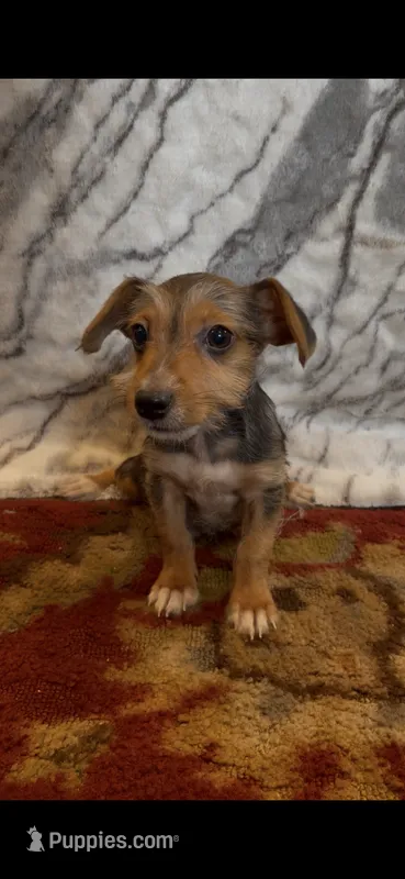 Winston – Jack Russell Terrier, Yorkshire Terrier puppy for sale in Coal Township, PA