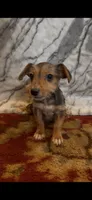 Winston, a male Jack Russell Terrier and Yorkshire Terrier for sale in Coal Township, PA – 5 of 10