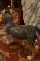 Winston, a male Jack Russell Terrier and Yorkshire Terrier for sale in Coal Township, PA – 6 of 8