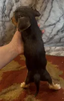 Teddy, a male Jack Russell Terrier and Yorkshire Terrier for sale in Coal Township, PA – 6 of 8