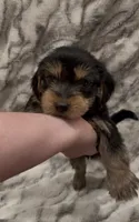 Benji, a male Yorkshire Terrier for sale in Mount Carmel, PA – 5 of 10