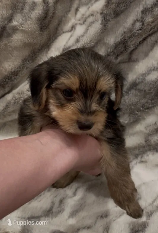 Bentley  – Yorkshire Terrier puppy for sale in Mount Carmel, PA