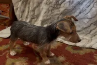 Winston, a male Jack Russell Terrier and Yorkshire Terrier for sale in Coal Township, PA – 3 of 8