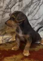 Duncan , a male Jack Russell Terrier and Yorkshire Terrier for sale in Coal Township, PA – 3 of 7