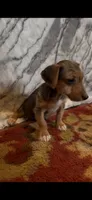 Winston, a male Jack Russell Terrier and Yorkshire Terrier for sale in Coal Township, PA – 7 of 10