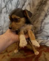 Teddy, a male Jack Russell Terrier and Yorkshire Terrier for sale in Coal Township, PA – 5 of 8