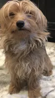 Benji, a male Yorkshire Terrier for sale in Mount Carmel, PA – 10 of 10
