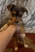 Teddy, a male Jack Russell Terrier and Yorkshire Terrier for sale in Coal Township, PA – 4 of 8