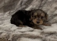 Bentley , a male Yorkshire Terrier for sale in Mount Carmel, PA – 2 of 9