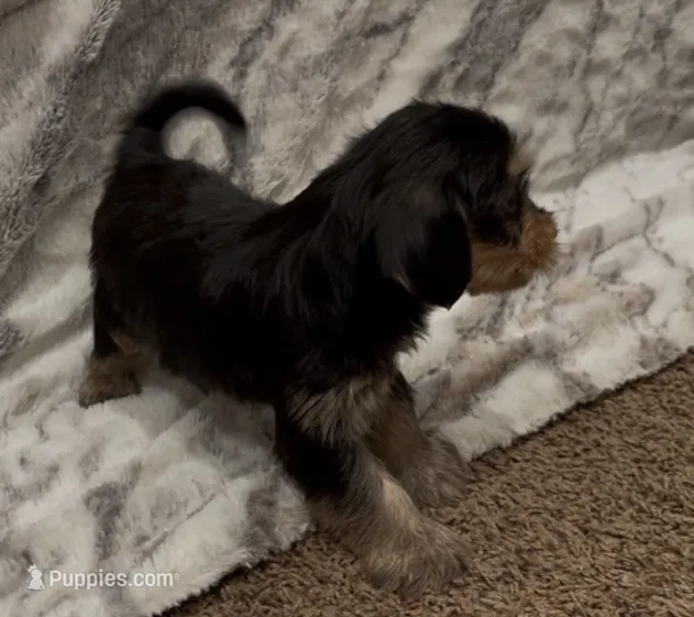 Benji – Yorkshire Terrier puppy for sale in Mount Carmel, PA