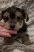 Benson, a male Yorkshire Terrier for sale in Mount Carmel, PA – 5 of 9