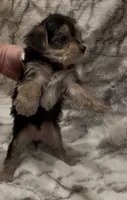 Benson, a male Yorkshire Terrier for sale in Mount Carmel, PA – 4 of 9