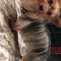 Luciano, a male Yorkshire Terrier for sale in Mount Carmel, PA – Photo 9 of 10