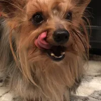 Luciano, a male Yorkshire Terrier for sale in Mount Carmel, PA – Photo 6 of 10