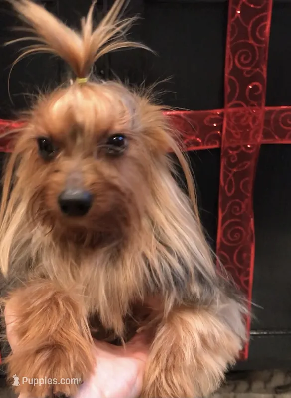 Luciano – Yorkshire Terrier puppy for sale in Mount Carmel, PA