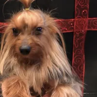 Luciano, a male Yorkshire Terrier for sale in Mount Carmel, PA – Photo 1 of 10