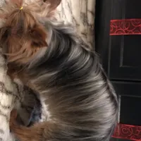 Luciano, a male Yorkshire Terrier for sale in Mount Carmel, PA – Photo 4 of 10