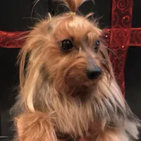 Luciano, a male Yorkshire Terrier for sale in Mount Carmel, PA – Photo 8 of 10