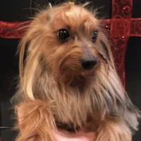 Luciano, a male Yorkshire Terrier for sale in Mount Carmel, PA – Photo 7 of 10