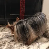 Luciano, a male Yorkshire Terrier for sale in Mount Carmel, PA – Photo 2 of 10