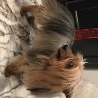 Luciano, a male Yorkshire Terrier for sale in Mount Carmel, PA – Photo 5 of 10