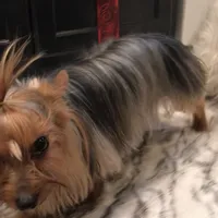 Luciano, a male Yorkshire Terrier for sale in Mount Carmel, PA – Photo 3 of 10