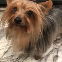 Luciano, a male Yorkshire Terrier for sale in Mount Carmel, PA – Photo 10 of 10