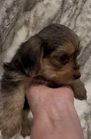 Bentley , a male Yorkshire Terrier for sale in Mount Carmel, PA – 6 of 9