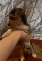 Teddy, a male Jack Russell Terrier and Yorkshire Terrier for sale in Coal Township, PA – 7 of 8