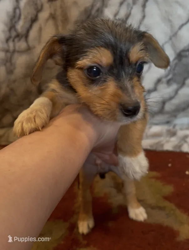 Teddy – Jack Russell Terrier, Yorkshire Terrier puppy for sale in Coal Township, PA