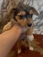 Teddy, a male Jack Russell Terrier and Yorkshire Terrier for sale in Coal Township, PA – 1 of 8