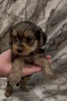 Bentley , a male Yorkshire Terrier for sale in Mount Carmel, PA – 5 of 9