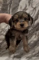 Bentley , a male Yorkshire Terrier for sale in Mount Carmel, PA – 7 of 9