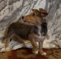 Winston, a male Jack Russell Terrier and Yorkshire Terrier for sale in Coal Township, PA – 4 of 8