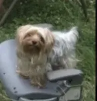 Benji, a male Yorkshire Terrier for sale in Mount Carmel, PA – 9 of 10