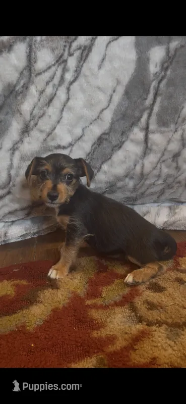Duncan – Jack Russell Terrier, Yorkshire Terrier puppy for sale in Coal Township, PA