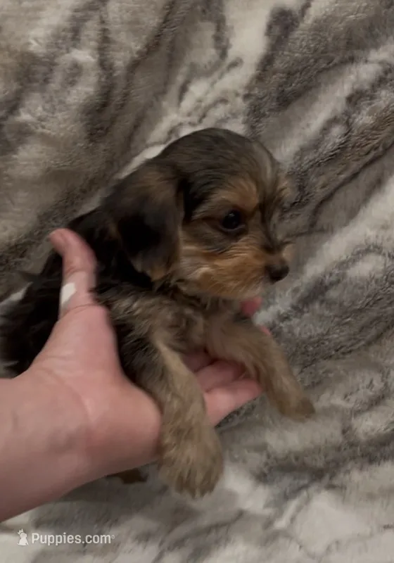 Bentley  – Yorkshire Terrier puppy for sale in Mount Carmel, PA