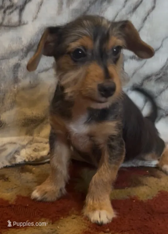 Duncan  – Jack Russell Terrier, Yorkshire Terrier puppy for sale in Coal Township, PA