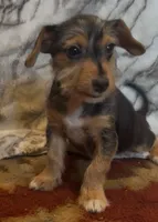 Duncan , a male Jack Russell Terrier and Yorkshire Terrier for sale in Coal Township, PA – 1 of 7