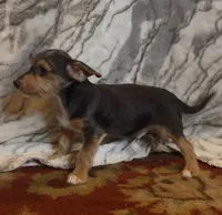 Duncan , a male Jack Russell Terrier and Yorkshire Terrier for sale in Coal Township, PA – 6 of 7