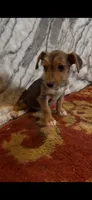 Winston, a male Jack Russell Terrier and Yorkshire Terrier for sale in Coal Township, PA – 1 of 10