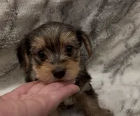 Bentley , a male Yorkshire Terrier for sale in Mount Carmel, PA – 4 of 9