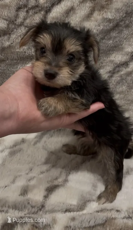 Benson – Yorkshire Terrier puppy for sale in Mount Carmel, PA