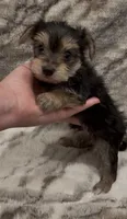 Benson, a male Yorkshire Terrier for sale in Mount Carmel, PA – 6 of 9