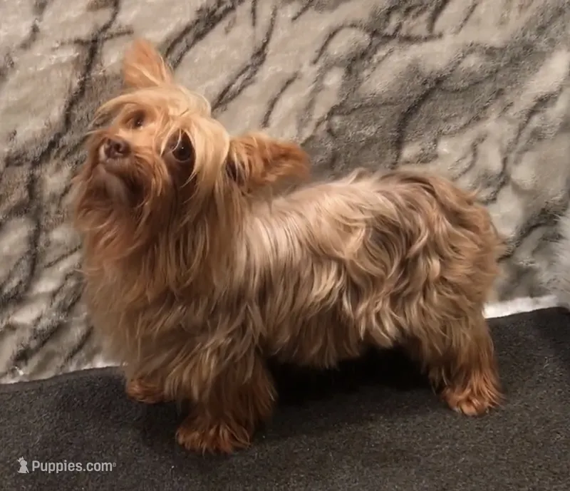 Savannah – Yorkshire Terrier puppy for sale in Mount Carmel, PA