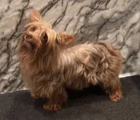 Savannah, a female Yorkshire Terrier for sale in Mount Carmel, PA – 1 of 7