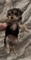 Benson, a male Yorkshire Terrier for sale in Mount Carmel, PA – 3 of 9