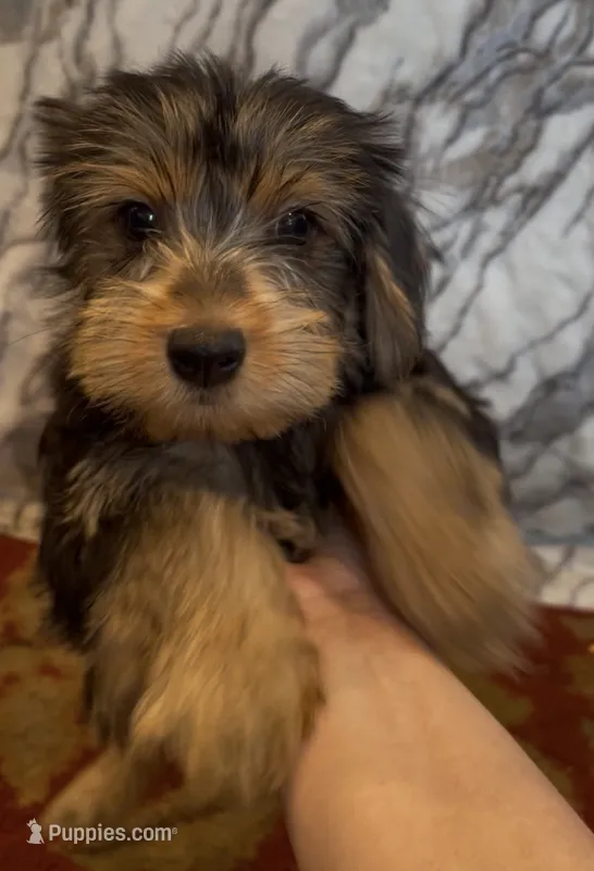 Benji – Yorkshire Terrier puppy for sale in Coal Township, PA