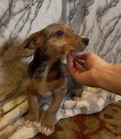 Winston, a male Jack Russell Terrier and Yorkshire Terrier for sale in Coal Township, PA – 5 of 8
