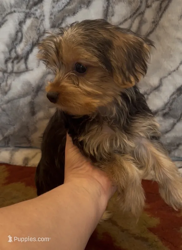 Bentley  – Yorkshire Terrier puppy for sale in Coal Township, PA